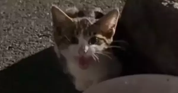 入院が必要なほどひどい状態だった『子猫』→保護されて、優しい先輩猫にお世話されると…現在の様子に感動の声「涙が出た」「素敵」