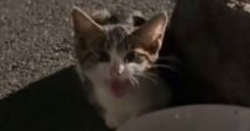 入院が必要なほどひどい状態だった『子猫』→保護されて、優しい先輩猫にお世話されると…現在の様子に感動の声「涙が出た」「素敵」