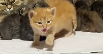 お母さん猫のところにいた赤ちゃん猫→『おいで』と呼ばれると…キュンとくる『尊い瞬間』に1万いいね「わかったんだねー」「キャー天使」