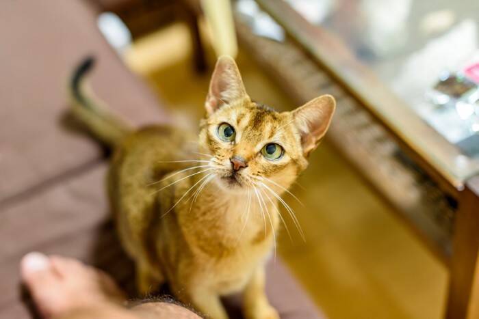 猫があなたの『足元をウロウロ』するときの理由5つ　伝えたいことがあるの？上手な応え方まで