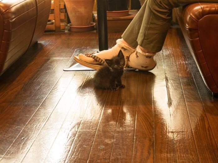 猫があなたの『足元をウロウロ』するときの理由5つ　伝えたいことがあるの？上手な応え方まで