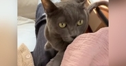 赤ちゃんを寝かしつけるママ→猫が足の上に乗ってきて…あまりにも『優しい行動』に「待っててすごい」「頭いいね」と称賛の声続出