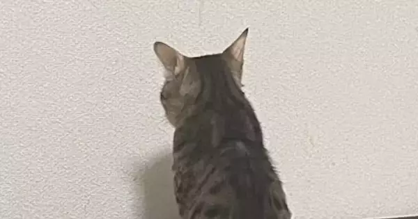 白い壁をじっと見つめて『動かない猫』→まさかの理由に笑ってしまうとSNSで反響「背中で語ってる…」「ほんっとにカワユイｗ」と14万表示