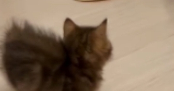 お兄ちゃん猫と『見つめあう子猫』→突然走り出して…まさかの『可愛すぎる逃げ方』が30万再生「スタタタタ」「速すぎて笑ったｗ」と反響
