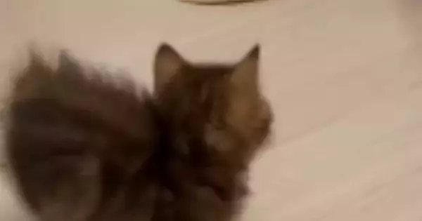 お兄ちゃん猫と『見つめあう子猫』→突然走り出して…まさかの『可愛すぎる逃げ方』が30万再生「スタタタタ」「速すぎて笑ったｗ」と反響