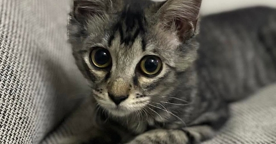 毛が短かった子猫→成長して、想像以上に『毛が伸びた』結果…２年後の『まさかの光景』に驚愕「神様とかにいそうｗ」「えっ～！すごく素敵」