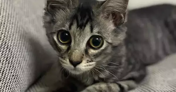 毛が短かった子猫→成長して、想像以上に『毛が伸びた』結果…２年後の『まさかの光景』に驚愕「神様とかにいそうｗ」「えっ～！すごく素敵」