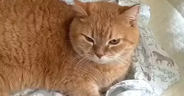 赤ちゃんの寝床を気に入った猫→隙あらばくつろぎ始めて…『可愛すぎる光景』に癒される人が続出「でっかい赤ちゃん」「匂いが好きなのかな」