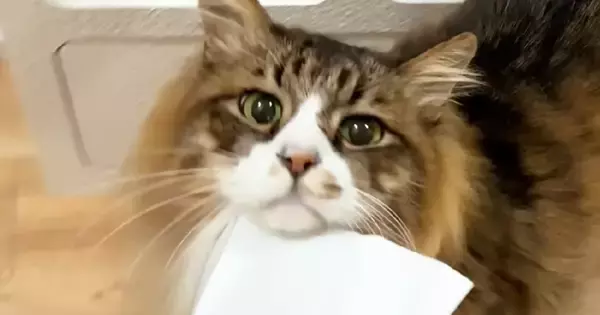 紙袋を引きずって歩く『ドジっ子な猫』→過去には、トンネルにハマって…思わず笑ってしまう光景に反響「電車の中だけどニヤけたｗ」「凄いｗ」
