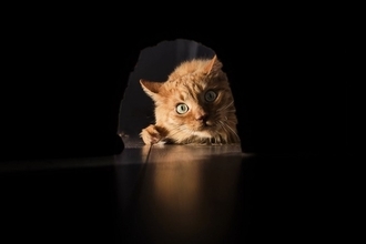 猫に関連する『慣用句・ことわざ』5選　世界中に残る格言や生活へ活かすヒントとは