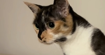 お風呂掃除をするパパをじっと見つめる猫→助けたいようで…一生懸命な様子が可愛いと反響「愛おしくてたまらない」「掃除の度に大忙しｗ」