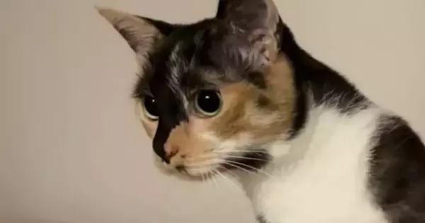 お風呂掃除をするパパをじっと見つめる猫→助けたいようで…一生懸命な様子が可愛いと反響「愛おしくてたまらない」「掃除の度に大忙しｗ」