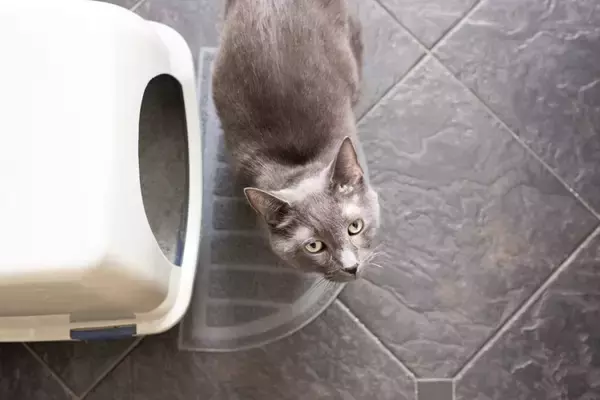 猫が『便秘』になったときに表れるサイン3つ　注意が必要な理由や解消法まで