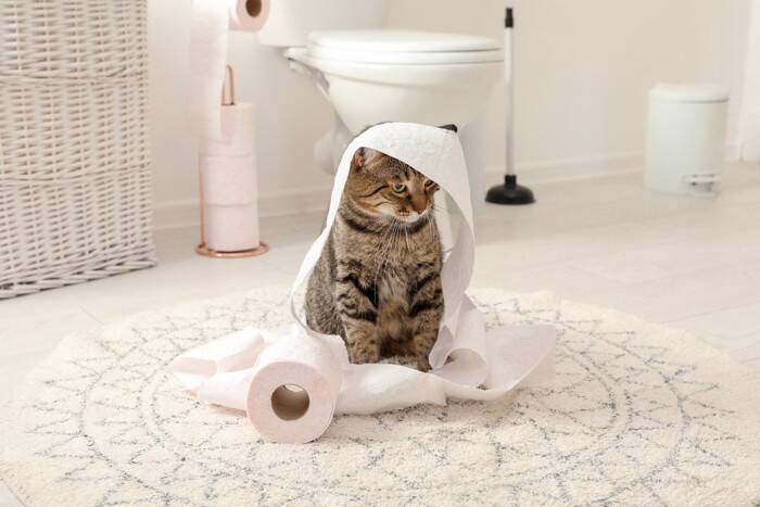 猫が『便秘』になったときに表れるサイン3つ　注意が必要な理由や解消法まで