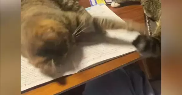 宿題をしようとしたら、机の上にやってきた『2匹の猫』…勉強を邪魔する様子に「絶対退いてくれないヤツｗ」「最高の癒しｗ」と笑う人が続出