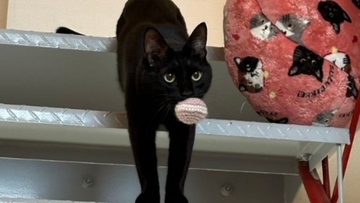 『お宅の猫かわいくなくない？』と言われて…心無い"一言"でショックを受けた飼い主の元に励ましの声続々！331万表示「可愛いし美しい！」