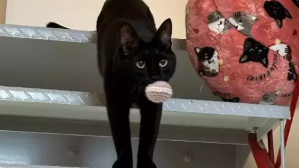 『お宅の猫かわいくなくない？』と言われて…心無い"一言"でショックを受けた飼い主の元に励ましの声続々！331万表示「可愛いし美しい！」