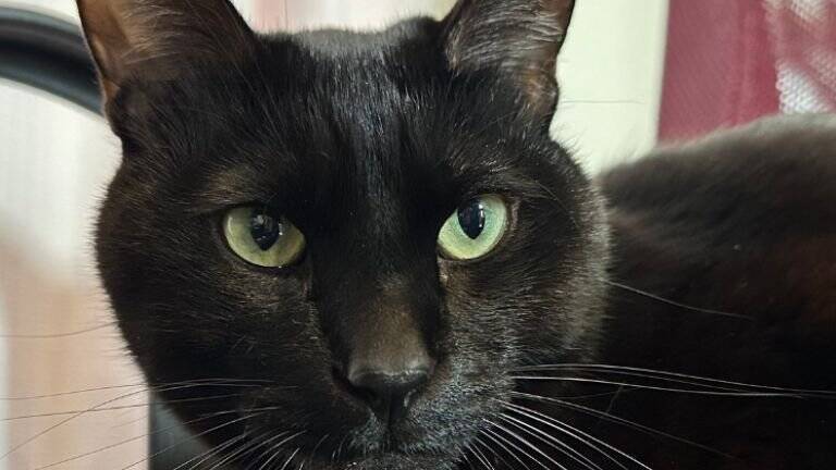 『お宅の猫かわいくなくない？』と言われて…心無い"一言"でショックを受けた飼い主の元に励ましの声続々！331万表示「可愛いし美しい！」