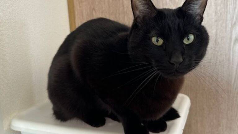 『お宅の猫かわいくなくない？』と言われて…心無い"一言"でショックを受けた飼い主の元に励ましの声続々！331万表示「可愛いし美しい！」