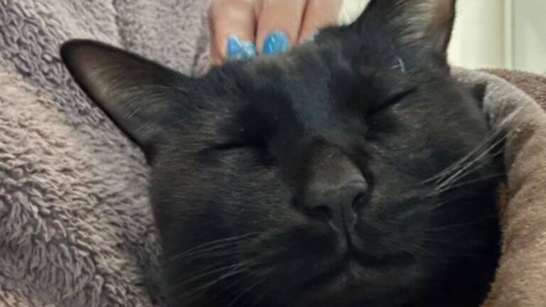 『お宅の猫かわいくなくない？』と言われて…心無い"一言"でショックを受けた飼い主の元に励ましの声続々！331万表示「可愛いし美しい！」