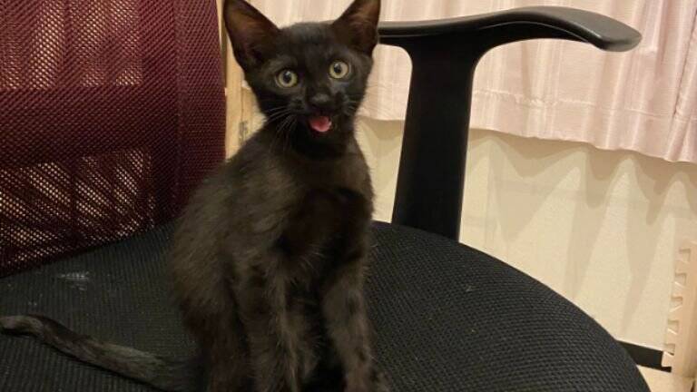 『お宅の猫かわいくなくない？』と言われて…心無い"一言"でショックを受けた飼い主の元に励ましの声続々！331万表示「可愛いし美しい！」