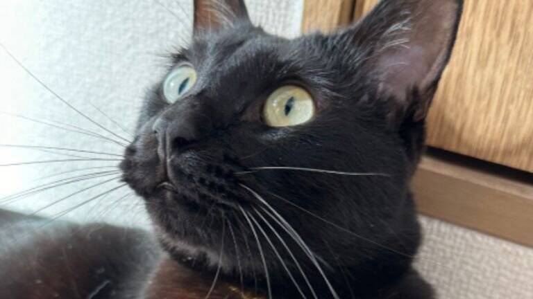 『お宅の猫かわいくなくない？』と言われて…心無い"一言"でショックを受けた飼い主の元に励ましの声続々！331万表示「可愛いし美しい！」