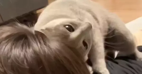 大好きなお兄ちゃんの帰宅を『心待ちにしていた猫』→帰ってくると…『熱烈な大歓迎』に「いいなぁ～」「私にもやってぇ」と羨ましがる人続出