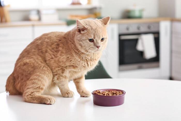 猫の『食欲がない』ときに考えられる原因3つ　病院に行くべき症状や対処法も解説