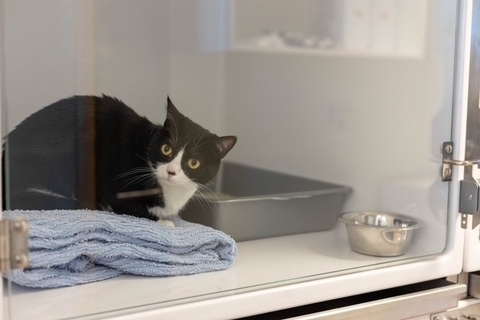 『売れ残った猫』の未来はどうなるの？悲しい思いをさせないためにできること3つ