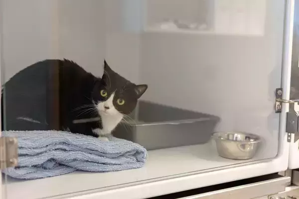 『売れ残った猫』の未来はどうなるの？悲しい思いをさせないためにできること3つ