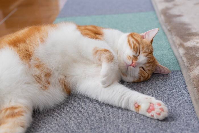 『売れ残った猫』の未来はどうなるの？悲しい思いをさせないためにできること3つ