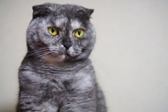 猫が発症する『骨軟骨異形成症候群』とは？主な原因や症状、治療法まで解説