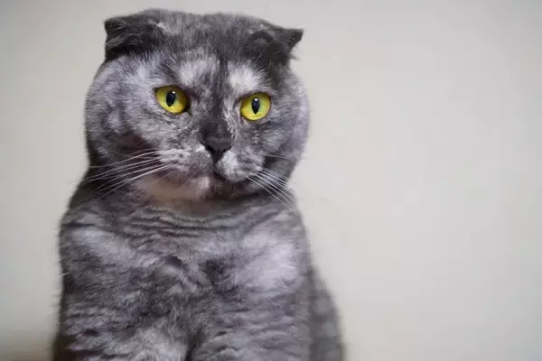 猫が発症する『骨軟骨異形成症候群』とは？主な原因や症状、治療法まで解説