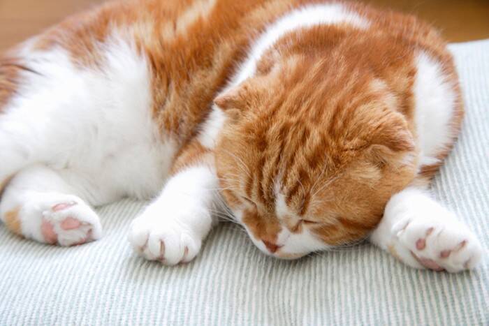 猫が発症する『骨軟骨異形成症候群』とは？主な原因や症状、治療法まで解説