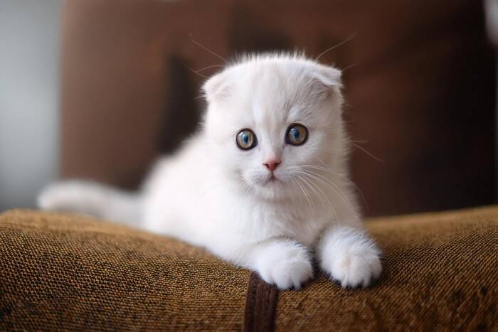 猫が発症する『骨軟骨異形成症候群』とは？主な原因や症状、治療法まで解説