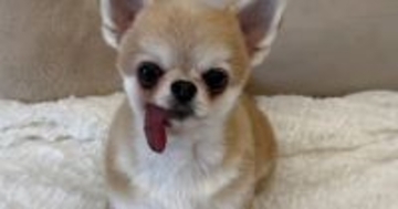 定点カメラで犬のことを撮影していたら…猫がとった『まさかの行動』が53万再生「前世インフルエンサー？ｗ」「AIかと思った」