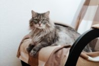 猫が飼い主の『椅子に座りたがる』理由5つ　なぜわざわざ横取りしてくるの？