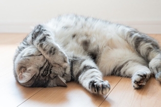 猫が落ち着いて過ごせない『生活環境』の特徴5つ　居心地が悪い原因や整えるべきポイント