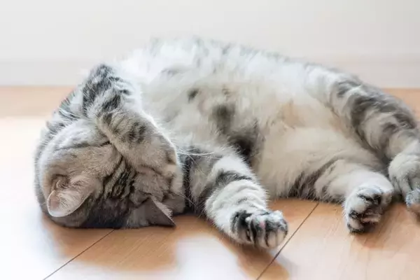 猫が落ち着いて過ごせない『生活環境』の特徴5つ　居心地が悪い原因や整えるべきポイント