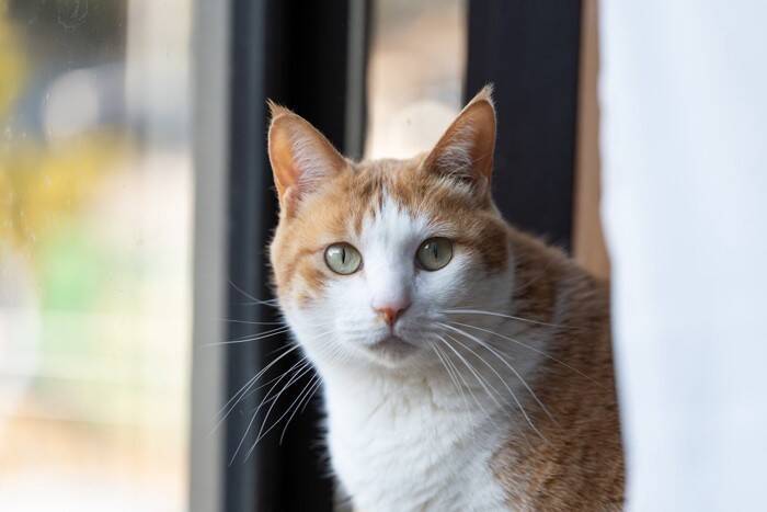 猫が落ち着いて過ごせない『生活環境』の特徴5つ　居心地が悪い原因や整えるべきポイント