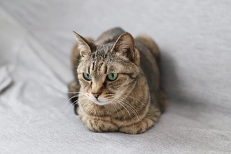 猫がよくみせる『おなじみのポーズ』4選　独特な体勢の意味や心理を解説