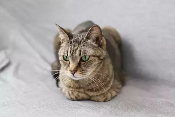 猫がよくみせる『おなじみのポーズ』4選　独特な体勢の意味や心理を解説