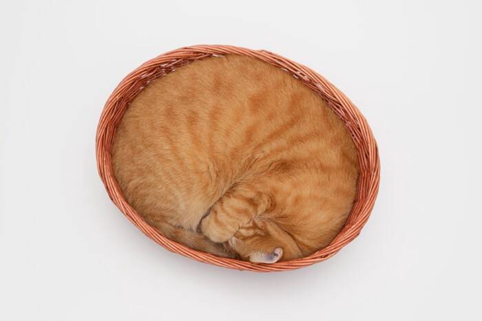 猫がよくみせる『おなじみのポーズ』4選　独特な体勢の意味や心理を解説