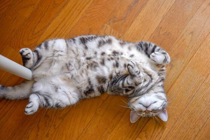 猫がよくみせる『おなじみのポーズ』4選　独特な体勢の意味や心理を解説