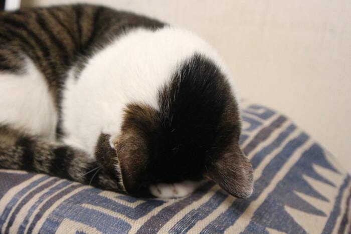 猫がよくみせる『おなじみのポーズ』4選　独特な体勢の意味や心理を解説