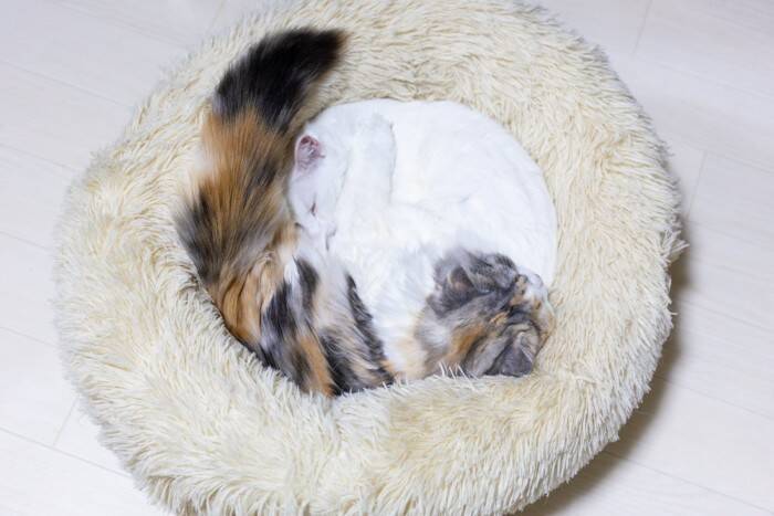 猫がよくみせる『おなじみのポーズ』4選　独特な体勢の意味や心理を解説
