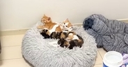 クッションの上に集まる4匹の子猫→飼い主が帰ってくると…可愛すぎる『熱烈歓迎』が26万再生「ニヤニヤした」「大好きがあふれてる」
