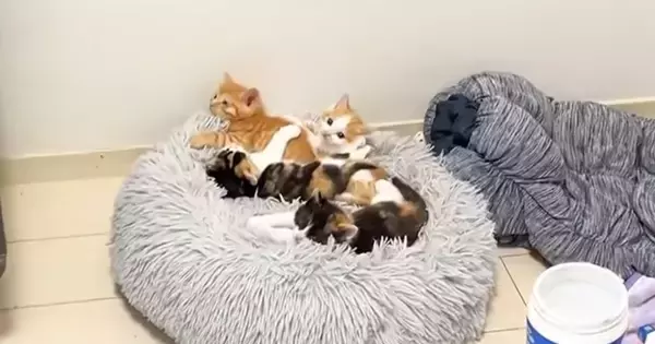 クッションの上に集まる4匹の子猫→飼い主が帰ってくると…可愛すぎる『熱烈歓迎』が26万再生「ニヤニヤした」「大好きがあふれてる」