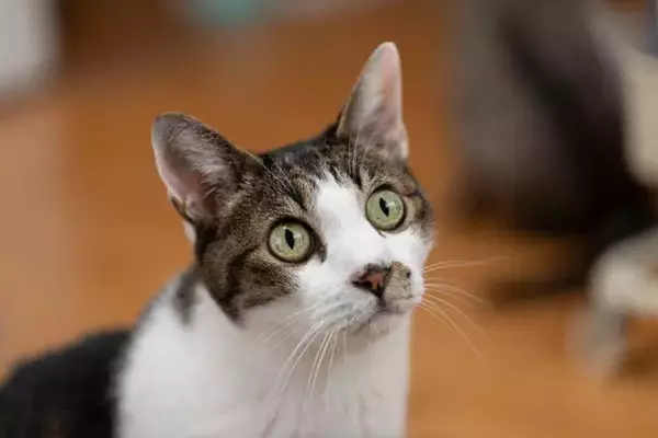 猫が『高い声』で鳴く4つの理由　読み取れる心理や接し方のポイント