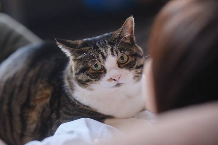 猫が『高い声』で鳴く4つの理由　読み取れる心理や接し方のポイント